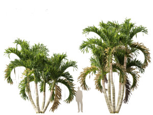 Adonidia merrillii - Christmas Palm 3D 模型
