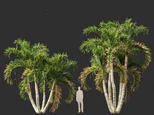 Adonidia merrillii - Christmas Palm 3D 模型