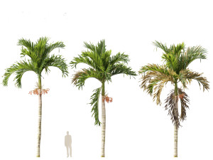 Adonidia merrillii - Christmas Palm 3D 模型