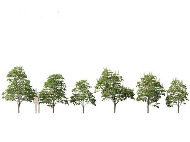 Aesculus hippocastanum - horse chestnut 01 3D-Modell .c4d .max .obj .3ds .fbx .stl .blend 