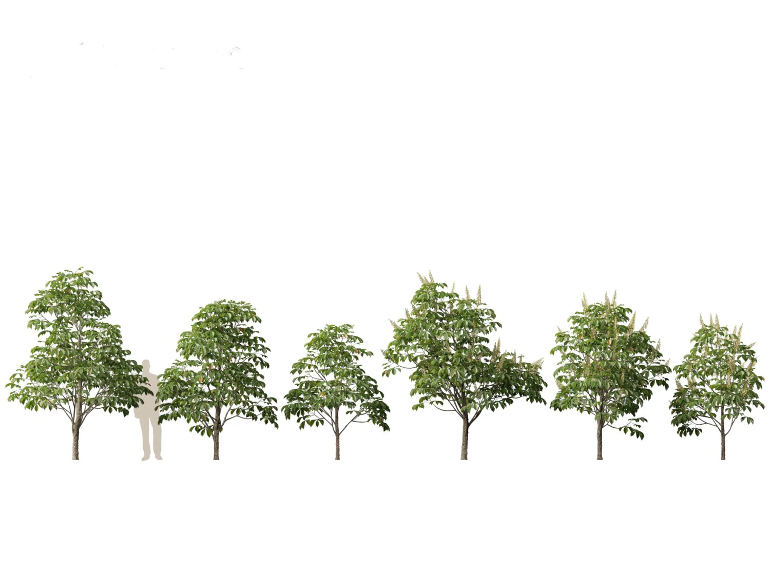 Aesculus hippocastanum - horse chestnut 01 3D Model .c4d .max .obj .3ds .fbx .stl .blend 