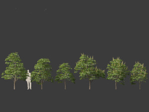 Aesculus hippocastanum - horse chestnut 01 3D-Modell
