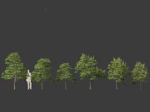 Aesculus hippocastanum - horse chestnut 01 3D Model