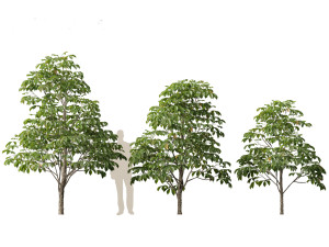 Aesculus hippocastanum - horse chestnut 01 3D-Modell