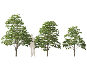 Aesculus hippocastanum - horse chestnut 01 3D Model
