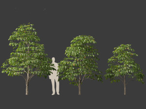 Aesculus hippocastanum - horse chestnut 01 3D-Modell