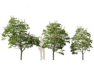 Aesculus hippocastanum - horse chestnut 01 3D-Modell