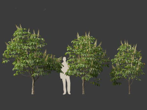 Aesculus hippocastanum - horse chestnut 01 3D Model