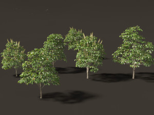 Aesculus hippocastanum - horse chestnut 01 3D-Modell