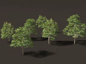 Aesculus hippocastanum - horse chestnut 01 3D Model