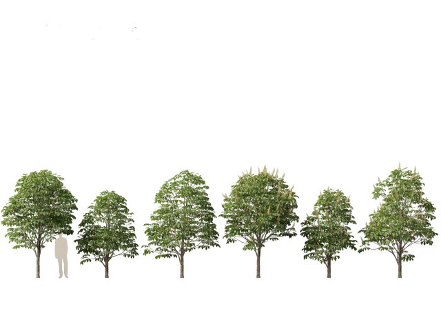 Aesculus hippocastanum - horse chestnut 02 Model 3D .c4d .max .obj .3ds .fbx .stl .blend 