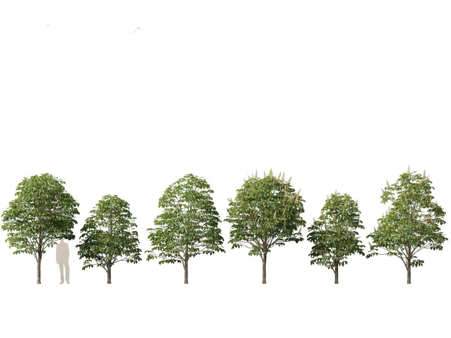 Aesculus hippocastanum - horse chestnut 02 3D Model .c4d .max .obj .3ds .fbx .stl .blend 
