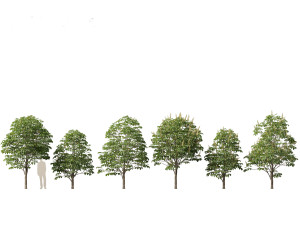Aesculus hippocastanum - horse chestnut 02 3D Model