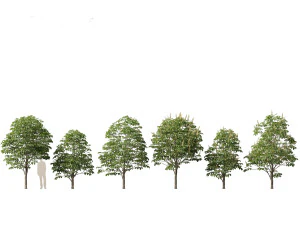 Aesculus hippocastanum - ippocastano 02 Modello 3D