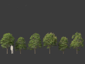 Aesculus hippocastanum - horse chestnut 02 Model 3D