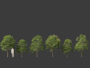 Aesculus hippocastanum - horse chestnut 02 3D Model