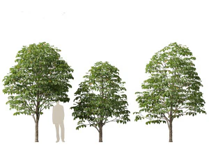 Aesculus hippocastanum - horse chestnut 02 3D Model