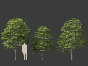 Aesculus hippocastanum - horse chestnut 02 3D Model