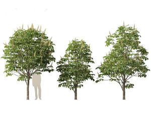 Aesculus hippocastanum - horse chestnut 02 Model 3D