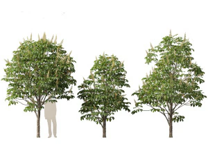 Aesculus hippocastanum - horse chestnut 02 3D Model