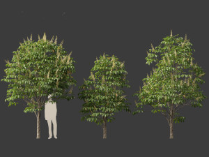Aesculus hippocastanum - horse chestnut 02 Model 3D
