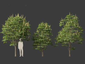Aesculus hippocastanum - horse chestnut 02 3D Model