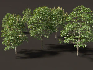 Aesculus hippocastanum - horse chestnut 02 3D Model