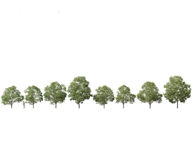 Aesculus hippocastanum - ippocastano 03 Modello 3D .c4d .max .obj .3ds .fbx .stl .blend