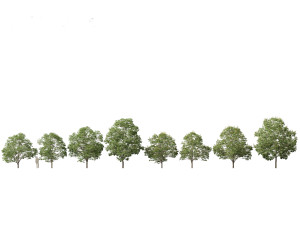 Aesculus hippocastanum - horse chestnut 03 3D Model
