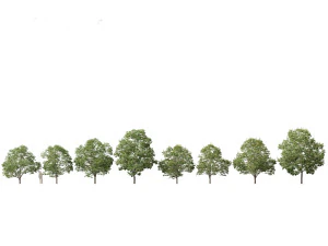 Aesculus hippocastanum - ippocastano 03 Modello 3D