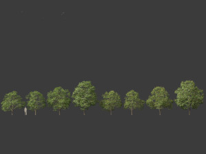 Aesculus hippocastanum - horse chestnut 03 3D-Modell