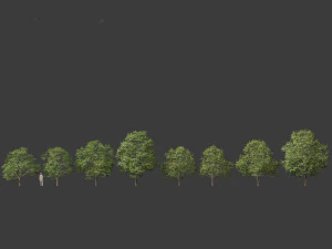 Aesculus hippocastanum - ippocastano 03 Modello 3D