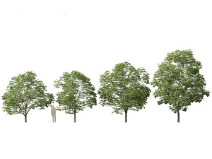 Aesculus hippocastanum - ippocastano 03 Modello 3D