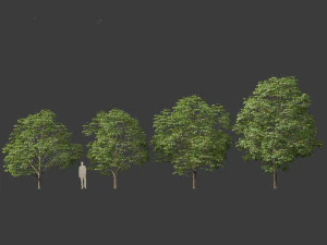 Aesculus hippocastanum - ippocastano 03 Modello 3D