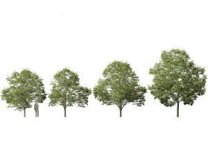 Aesculus hippocastanum - ippocastano 03 Modello 3D