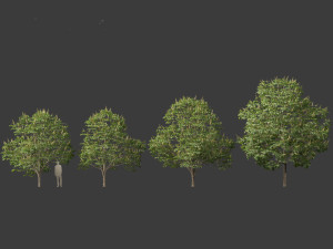Aesculus hippocastanum - horse chestnut 03 3D-Modell