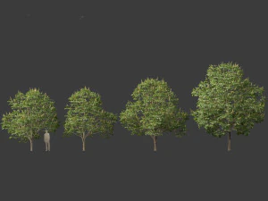 Aesculus hippocastanum - ippocastano 03 Modello 3D