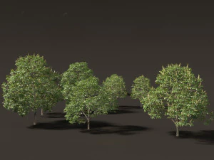 Aesculus hippocastanum - ippocastano 03 Modello 3D