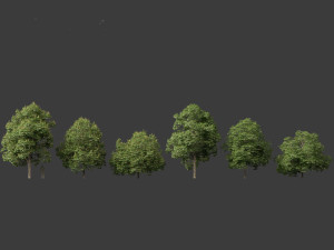 Aesculus hippocastanum - horse chestnut 04 3D 模型