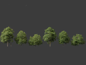 Aesculus hippocastanum - ippocastano 04 Modello 3D