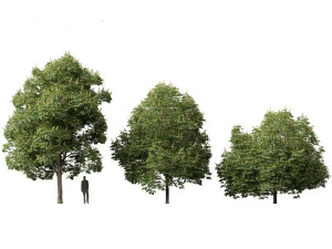 Aesculus hippocastanum - ippocastano 04 Modello 3D