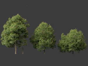 Aesculus hippocastanum - ippocastano 04 Modello 3D