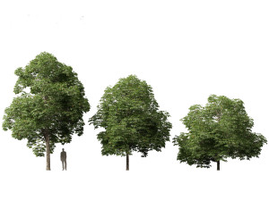 Aesculus hippocastanum - horse chestnut 04 3D 模型