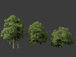 Aesculus hippocastanum - ippocastano 04 Modello 3D