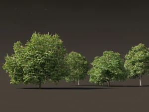 Aesculus hippocastanum - ippocastano 04 Modello 3D
