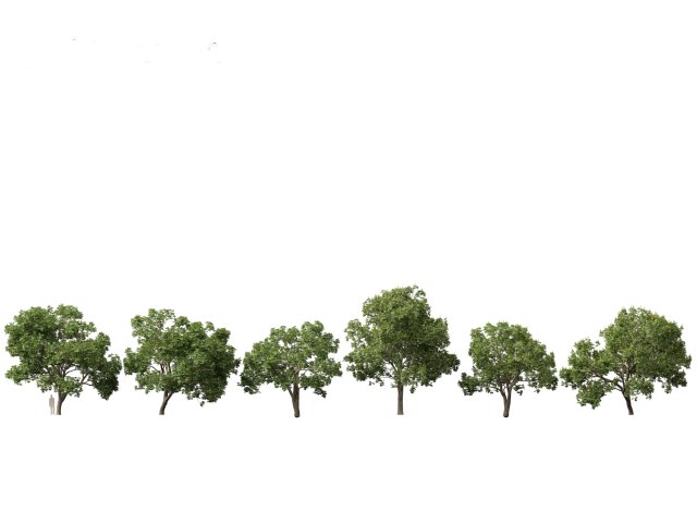 Aesculus hippocastanum - horse chestnut 05 3D-Modell .c4d .max .obj .3ds .fbx .stl .blend 