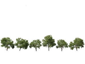 Aesculus hippocastanum - horse chestnut 05 3D Model
