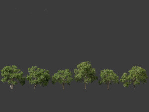 Aesculus hippocastanum - horse chestnut 05 3D-Modell