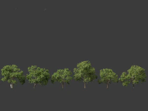 Aesculus hippocastanum - horse chestnut 05 3D Model