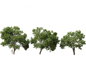 Aesculus hippocastanum - horse chestnut 05 3D-Modell